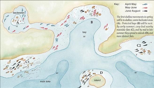 Underwater - if0406carpflatsc.jpg
